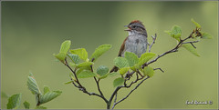 Sparrow (Swamp)