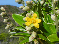 Dilleniaceae