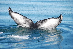 Islande - Husavik,Whales