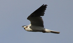 White-tailed Kite courtship