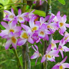 Nossas Orquídeas