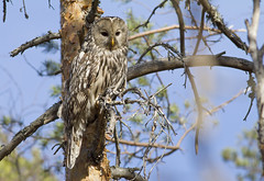 Slagugle (Ural Owl)