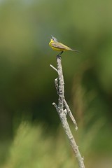 Réserve Ornithologique du Teich