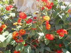 Ornamental flowers (Spain)