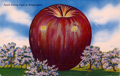 Washington Apple Postcards