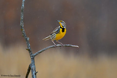 Birds of the Grassland & Prairie
