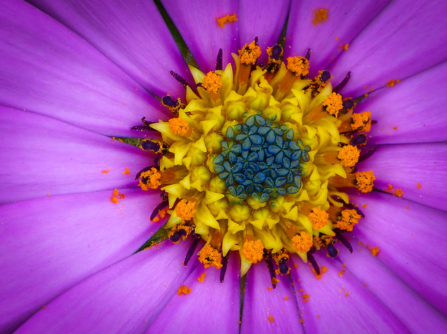 purple, yellow, blue, flower