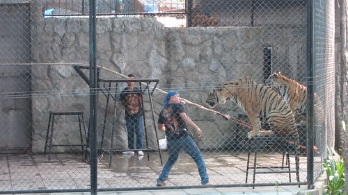 サムイアクアリウム＆タイガーZoo Samui Aquarium & Tiger Zoo (23)