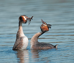 Great Crested Grebe's
