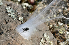 Jumping Spider (Pellenes geniculatus) female on nest ...