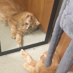 Venus has a reeeeeeally hard time with the whole reflection... - The Caturday