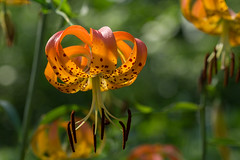 Lilium species and hybrids