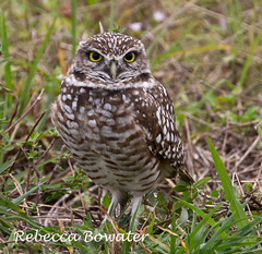 Florida-USA Owls, Birds of Prey