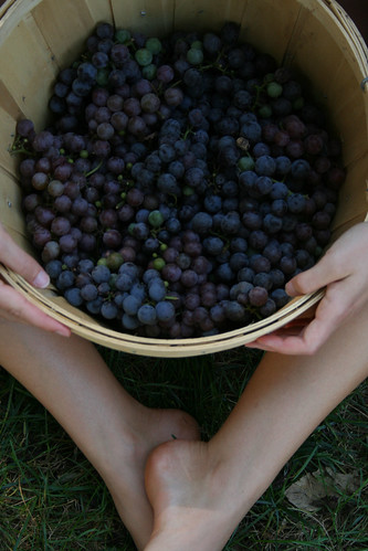 The Essig family started with blueberries and later expanded to include blackberries, raspberries and strawberries.