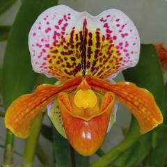 Exposição das orquídeas do Rei D. Luís - JBA