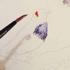 Watercolor, Finch 2/7