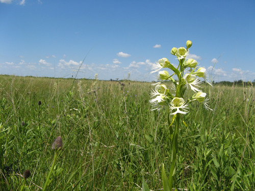 La orquídea flecos pradera occidental es uno de los 43 orquídeas silvestres de Minnesota.  Foto por Ben Sullivan.  Utilizado con permiso.