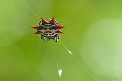 Crab-like Spiny Orb Weaver (Gasteracantha cancriformis)
