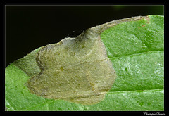 Lepidoptera/Heliozelidae