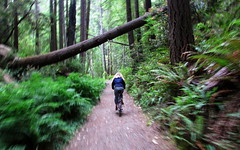 Redwood Coast Bike Touring