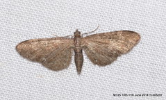 Macro Moth ID outstanding
