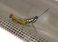 Grasshopper (D)