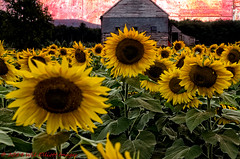 Buttonwood Farm Sunflower Festival 2014