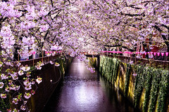 Cherry Blossoms in The Meguro River