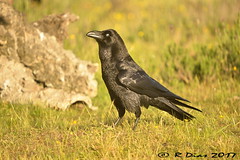 Corvo, Corvus corax