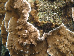 Hawaii 2017 corals