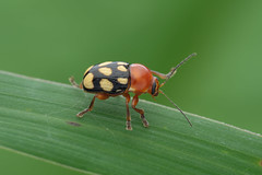 金花蟲 Chrysomelidae