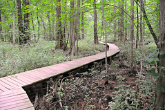 Battle Creek Cypress Swamp Sanctuary