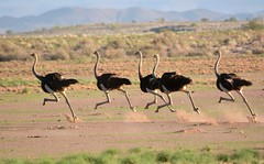 Namibia Wildlife 2017