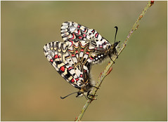 European Butterflies 2017