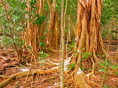 Jungles of Miami Dade!