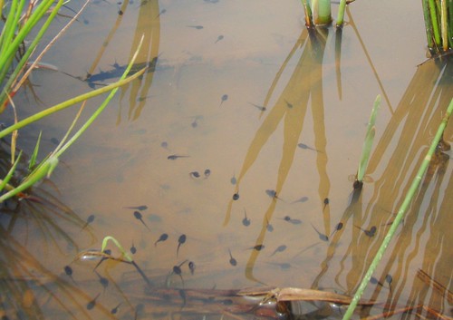 Image of tadpoles
