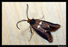Lepidoptera/Incurvariidae