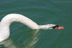 Swan with head underwater