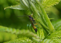 Ichneumon Wasps --- Ichneumonidae