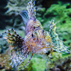 poisonous exotic zebra striped lion fish