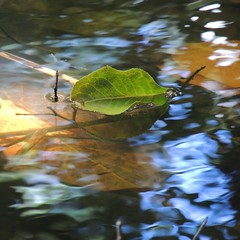 aquatics (plants, fallen leaves, reflections)