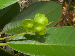 Simaroubaceae