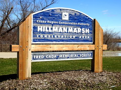 Hillman Marsh