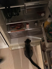 MJ likes to go in the fridge every time we open it.. - The Caturday