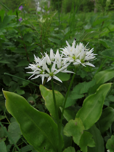 Allium ursinum - karhunlaukka Автор фото: Kari Pihlaviita