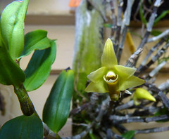 orchid species i've bloomed 4 (full)