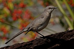 Thrashers & Mockingbirds - Mimidae - Spottdrosseln