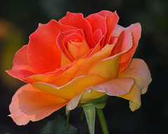 Schenectady Rose Garden 9-16-2012