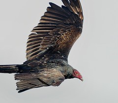 Urubu à tête rouge / Turkey Vulture