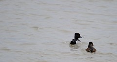 Fuligule a collier / Ring-necked Duck